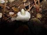 Tricholoma pardinum image