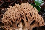 Ramaria violaceibrunnea image