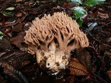 Ramaria violaceibrunnea image