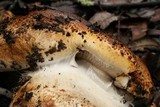 Cortinarius ponderosus image