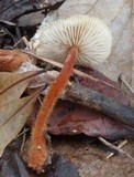 Gymnopus spongiosus image