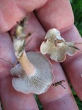 Rugosomyces carneus image