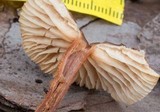 Gymnopus spongiosus image