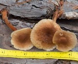 Gymnopus spongiosus image