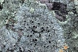Physcia halei image