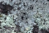 Physcia halei image