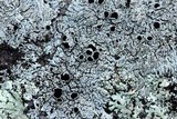 Physcia halei image