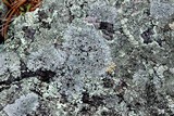 Physcia halei image