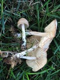 Marasmius oreades image