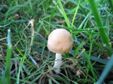 Marasmius oreades image