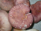 Russula cyanoxantha image