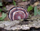 Microporus affinis image