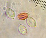 Clitopilus hobsonii image