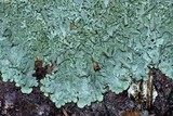 Xanthoparmelia plittii image