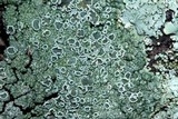 Lecanora opiniconensis image