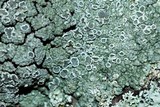 Lecanora opiniconensis image