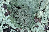 Lecanora opiniconensis image
