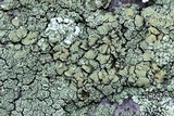 Lecanora opiniconensis image