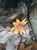 Chorioactis geaster image