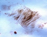 Clarkeinda trachodes image