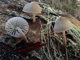 Mycena leptocephala image