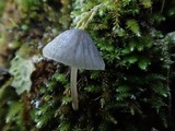 Mycena leptocephala image