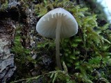 Mycena leptocephala image