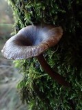 Pseudoclitocybe cyathiformis image