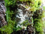 Ramaricium flavomarginatum image