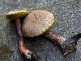 Aureoboletus russellii image