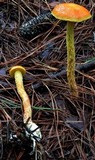Heimioporus betula image