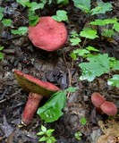 Baorangia bicolor image