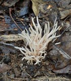 Clavaria fumosa image
