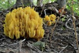 Ramaria formosa image
