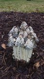 Coprinellus flocculosus image