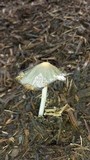 Coprinellus flocculosus image