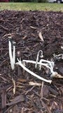 Coprinellus flocculosus image