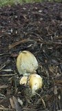 Coprinellus flocculosus image