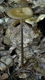 Xerula furfuracea image