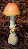 Amanita persicina image