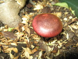 Gymnopilus luteofolius image