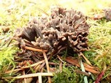 Thelephora palmata image