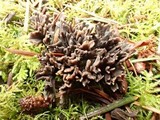 Thelephora palmata image