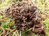 Thelephora palmata image