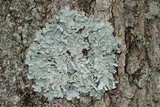 Myelochroa aurulenta image
