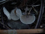 Clitocybe metachroa image