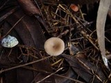 Clitocybe metachroa image