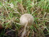 Clitocybe metachroa image