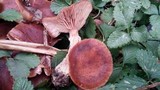 Armillaria gallica image