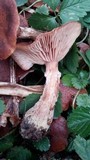 Armillaria gallica image